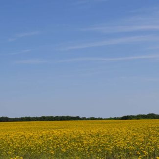 Flower Fields Alvin Illinois